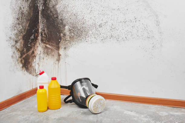 Best HVAC Mold Remediation in Galesburg, MI