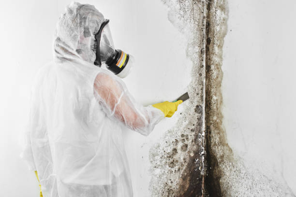 Best Basement Mold Remediation in Galesburg, MI
