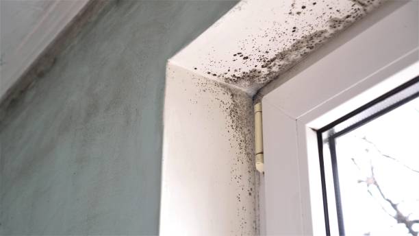 Professional Mold Remediation in Galesburg, MI