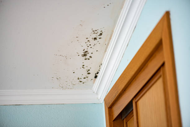 Best White Mold Remediation in Galesburg, MI
