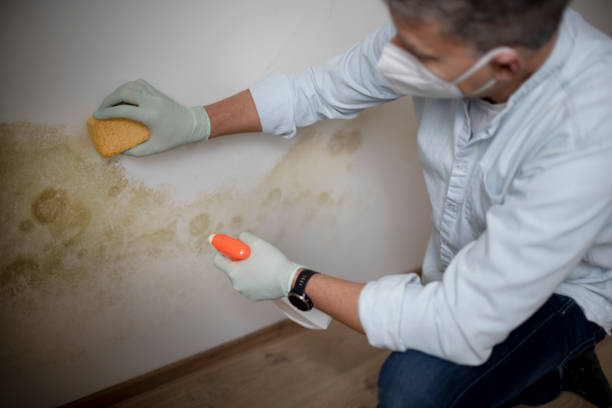  Galesburg, MI Mold Removal Pros