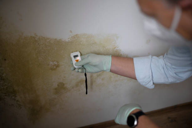 Best Mold Remediation for Schools in Galesburg, MI