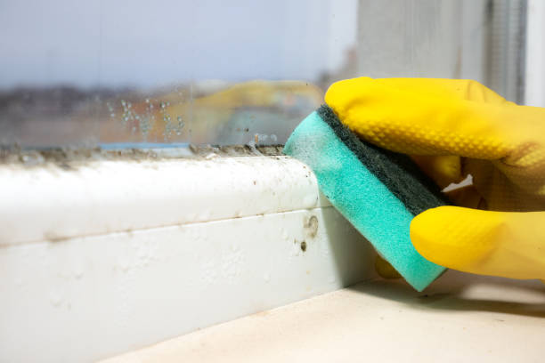 Best Crawl Space Mold Remediation in Galesburg, MI