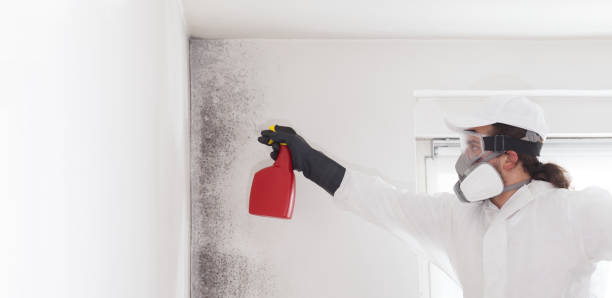 Best Mold Remediation for Schools in Galesburg, MI