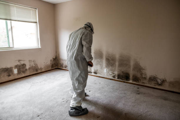 Best Attic Mold Remediation in Galesburg, MI